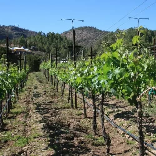 Divisadero - Traslado a Cerocahui - Viñedos y Misión Jesuita - Bahuichivo