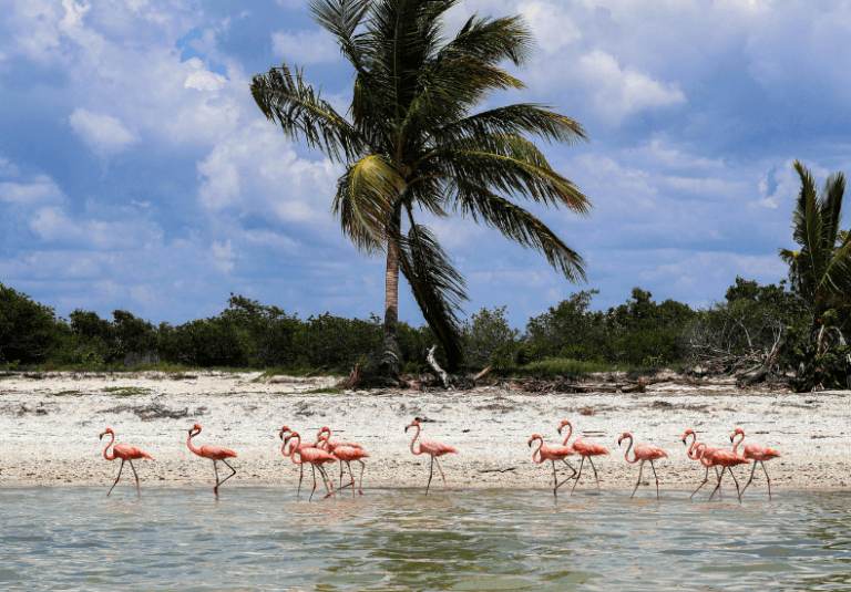 Playas de Yucatán: Paraísos Tranquilos Frente al Golfo de México